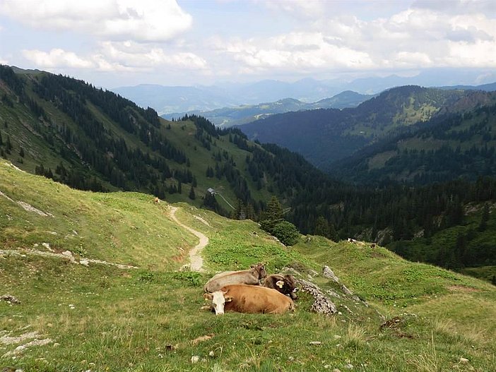 Kühe Hochgrat