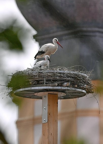 Storche im Nest