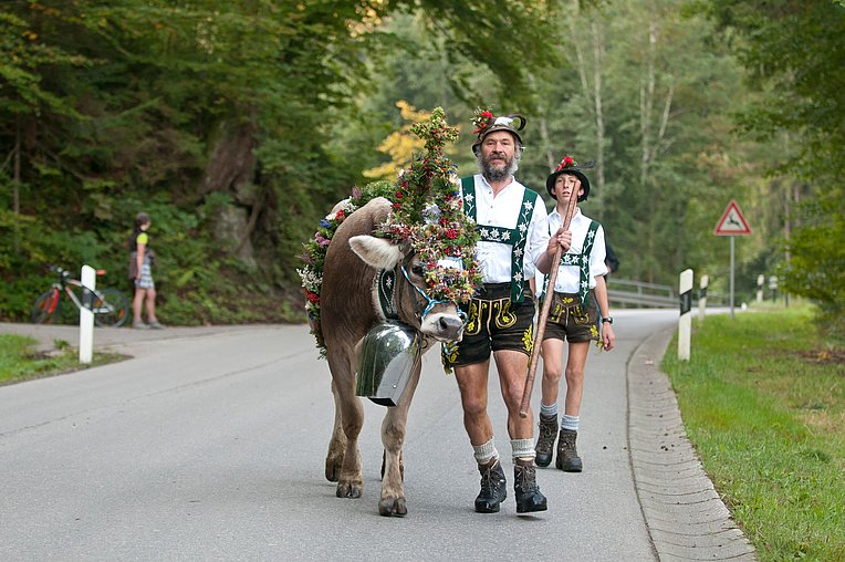 Viehscheid Obermaiselstein Kranzrind mit Älpler in Tracht