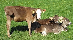 Unsere Kälbchen