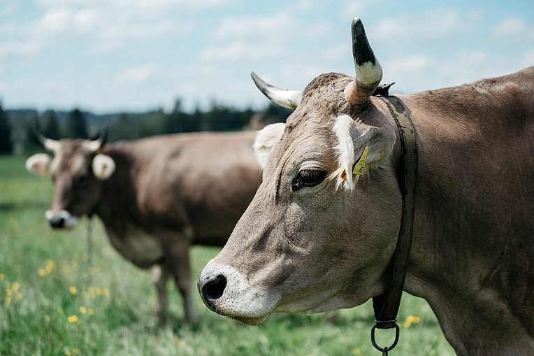 Kuh - Alpen - Braunvieh - Hörner - Original - Allgäu - typisch