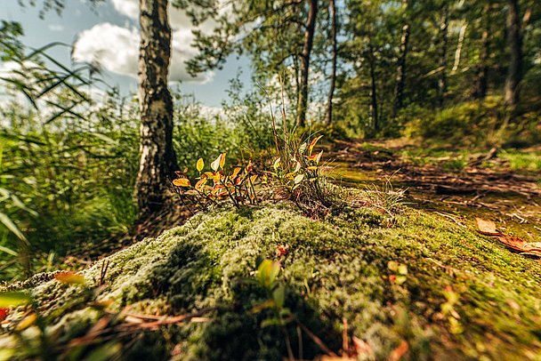 Waldboden mit Moos und kleinen Pflanzen