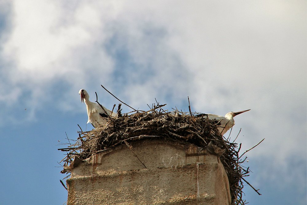 Zwei Störche in einem Nest auf einem Turm in Memmingen