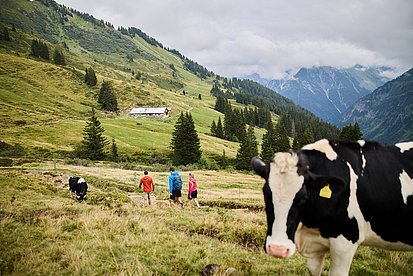 Drei Wanderer auf einer Alpwiese mit Kuh