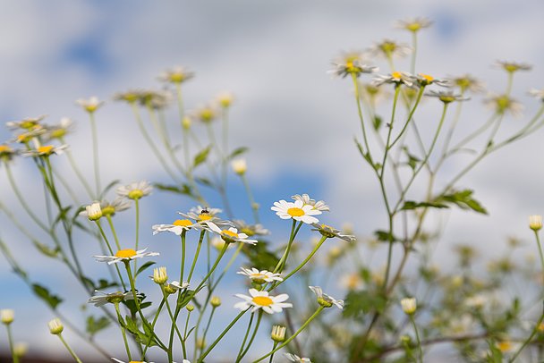 Kamillenblüten