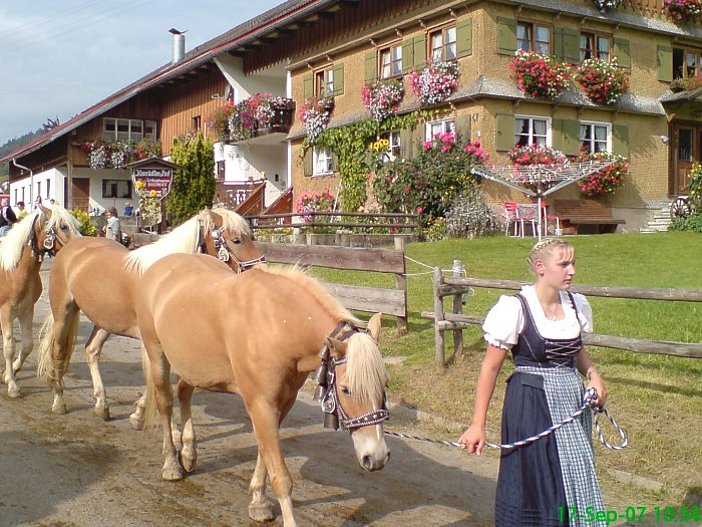 Haflinger beim Viehscheid in Gunzesried