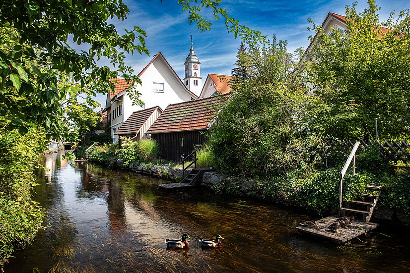 Ein Fluss mit zwei Enten neben Häusern und Gärten, im Hintergrund ein Kirchturm
