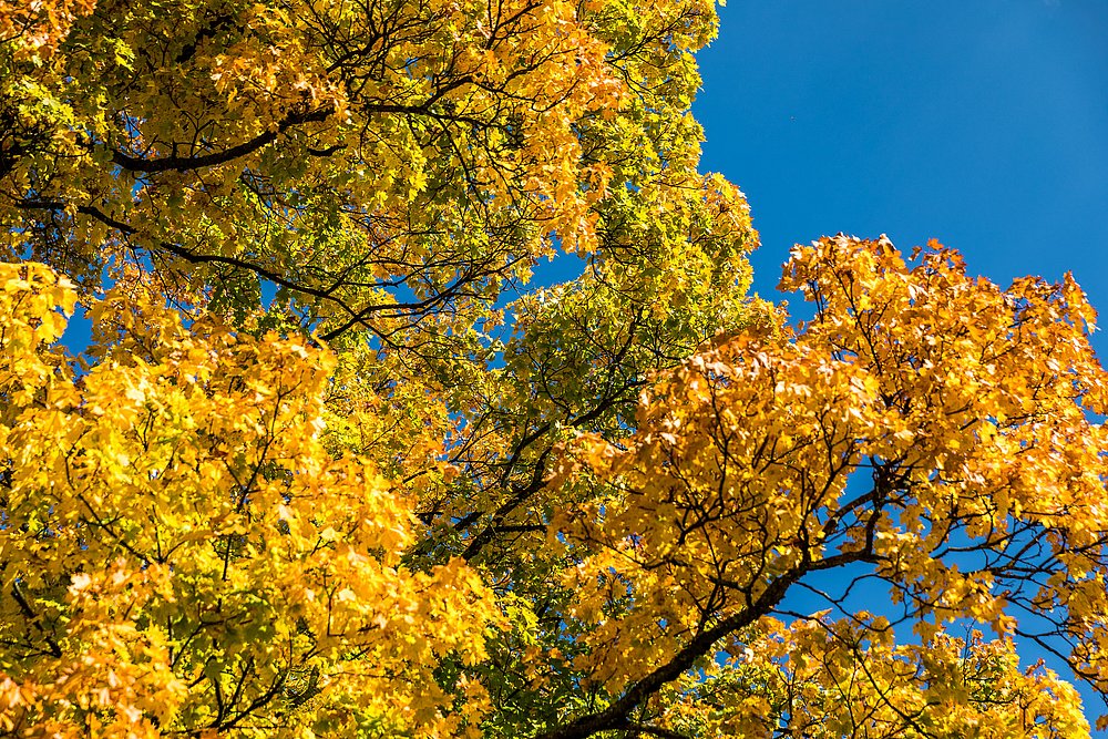 Buntes Herbstlaub vor blauem Himmel