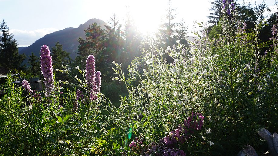 Die Sonne scheint auf Kräuter und Blüten in einem Garten