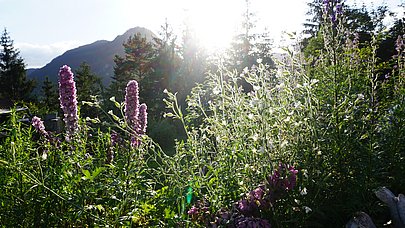 Die Sonne scheint auf Kräuter und Blüten in einem Garten