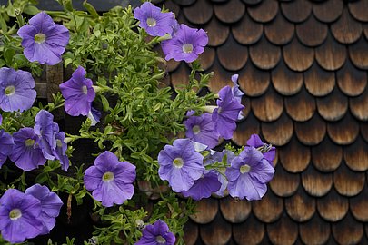 Lila Blüten vor Holzschindeln