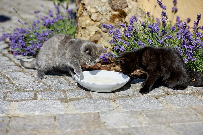 Katzenfrühstück