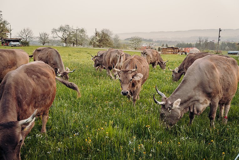 Kühe grasen auf der Weide im Allgäu