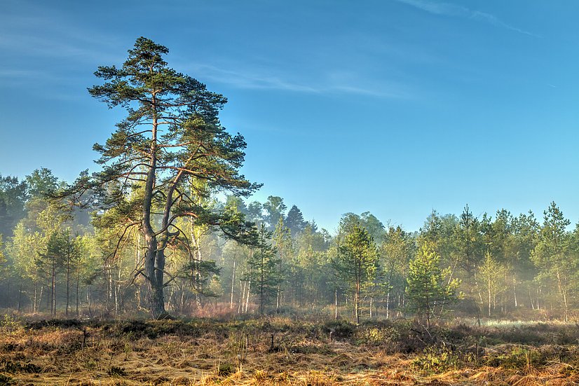Großer Baum vor Wald im nebligen Wurzacher Ried bei blauem Himmel