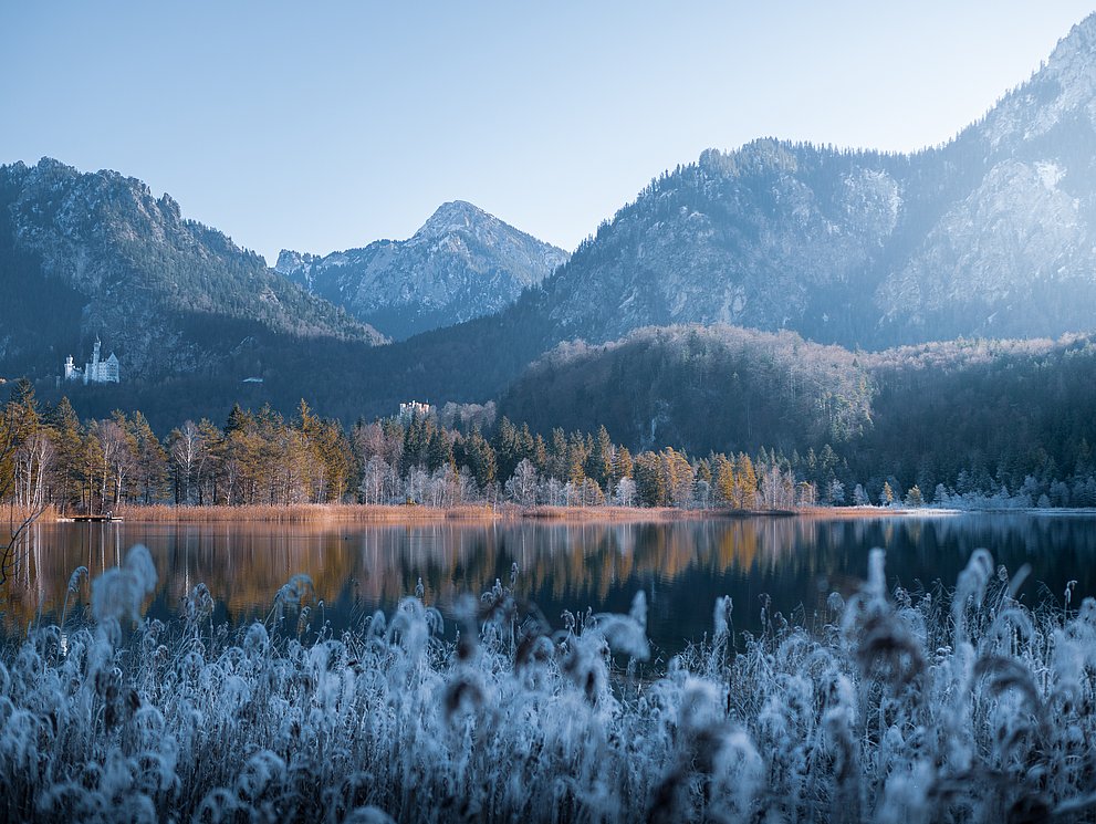 Schwansee mit Neuschwanstein und Bergen im Hintergrund, Frost auf der Landschaft