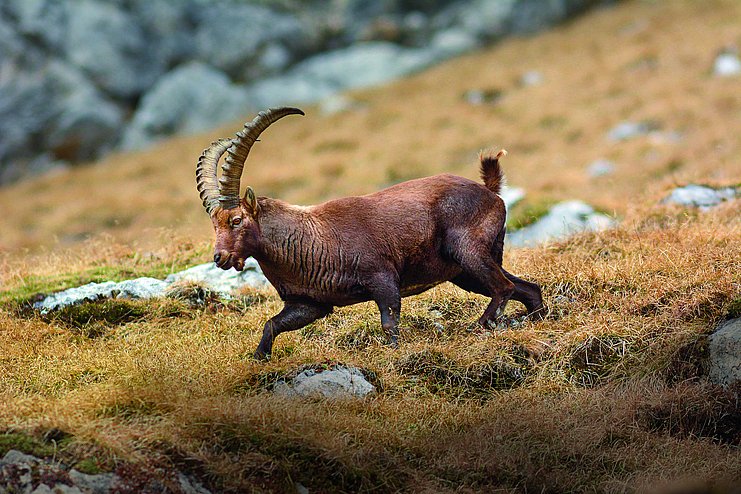 Steinbock