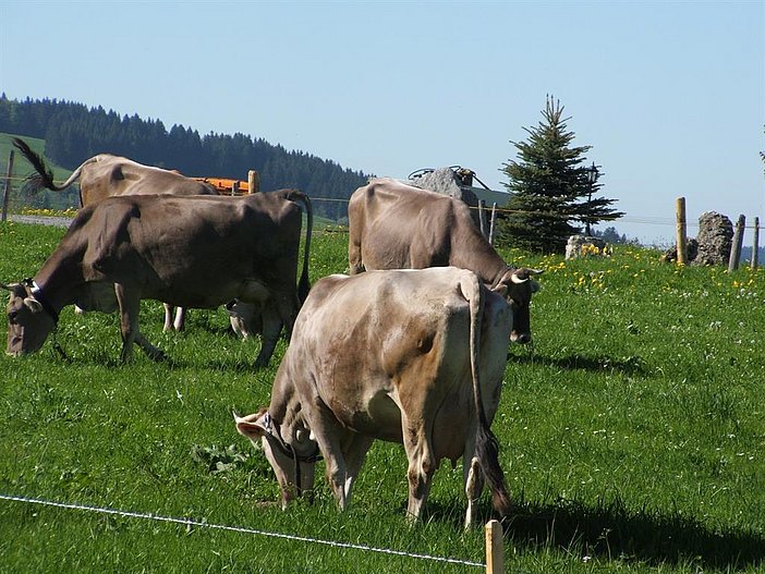 Allgäuer Braunvieh