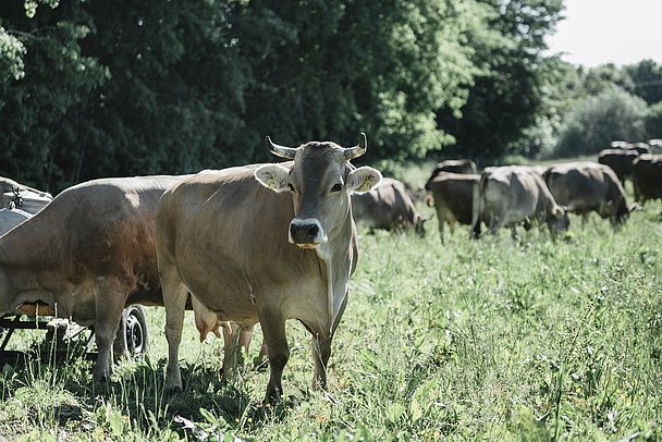 Original Allgäuer Braunvieh mit Hörnern