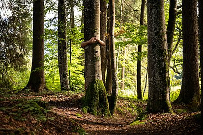 Baumstämme im Wald, um einen schließen sich Arme