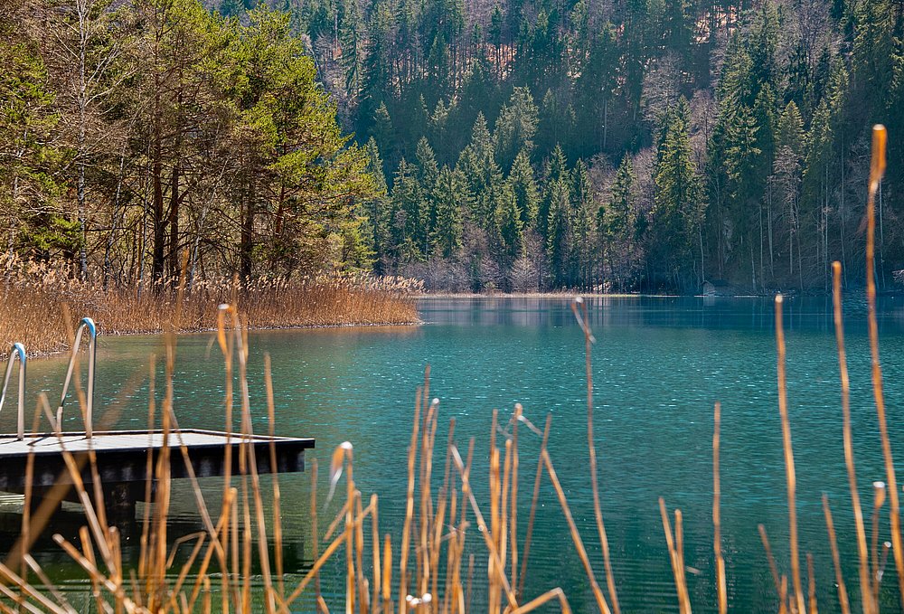 Blick über Schilf auf den türkis-schimmernden Alpsee mit Steg.