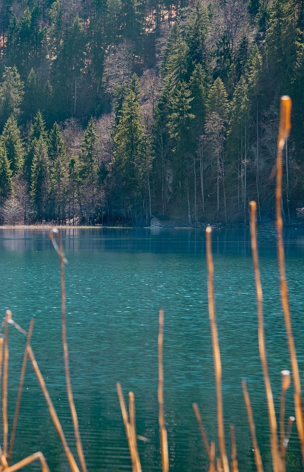 Blick über Schilf auf den türkis-schimmernden Alpsee mit Steg.