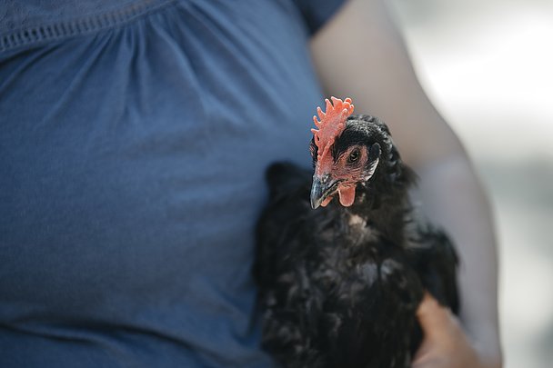 Von der extrem gefährdeten Rasse Augsburger Huhn gibt es nur noch wenige Hundert Exemplare