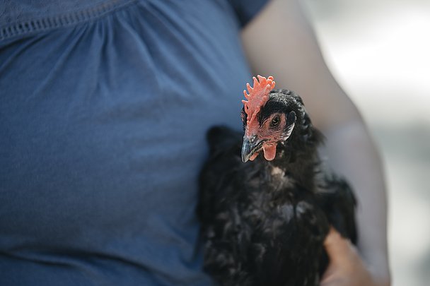 Von der extrem gefährdeten Rasse Augsburger Huhn gibt es nur noch wenige Hundert Exemplare