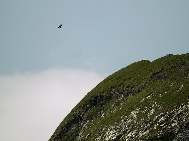 Umriss eines Steinadlers hoch am Himmel über einem Berg