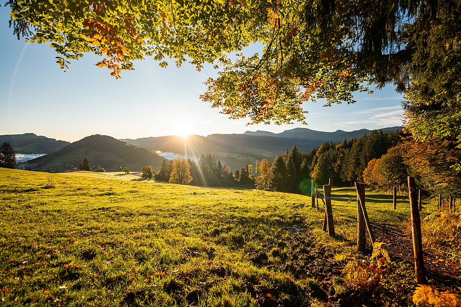 Herbstliche Wiese mit Baum und Bergblick zum Hochgrat