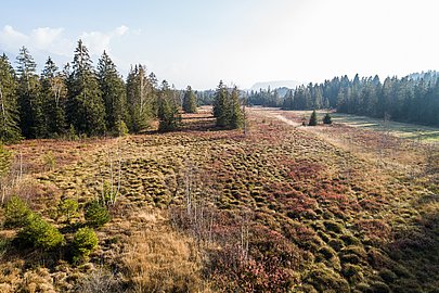 Luftaufnahme vom Tiefenberger Moos mit Wiese und Bäumen