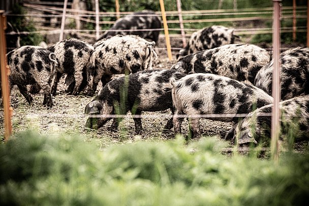 schwarzgefleckte Turopolje-Schweine in Freilandhaltung gibt´s als Leasing-Modell bei Allgäuer Weideschweine