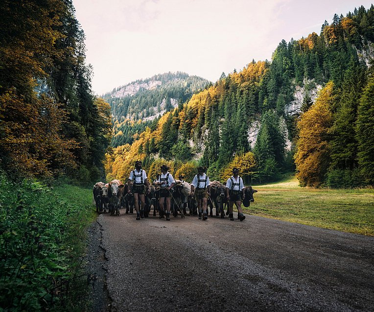 Viehscheid in Obermaiselstein im Allgäu