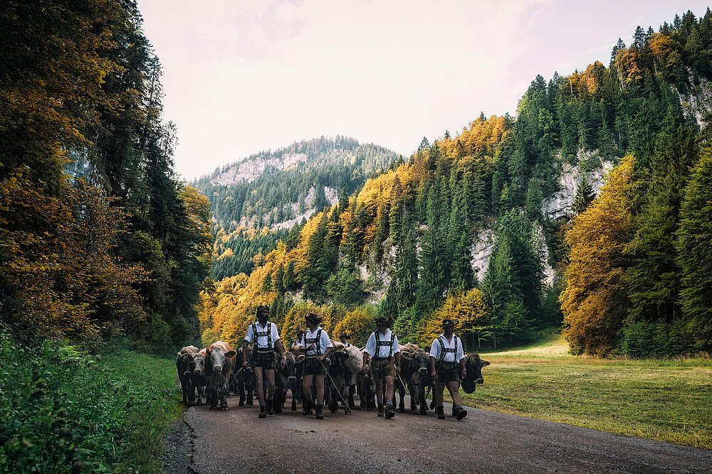 Viehscheid in Obermaiselstein im Allgäu Viehscheid in Obermaiselstein im Allgäu