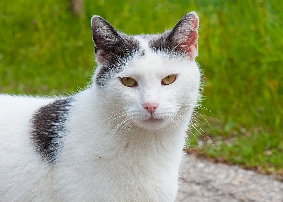Katze