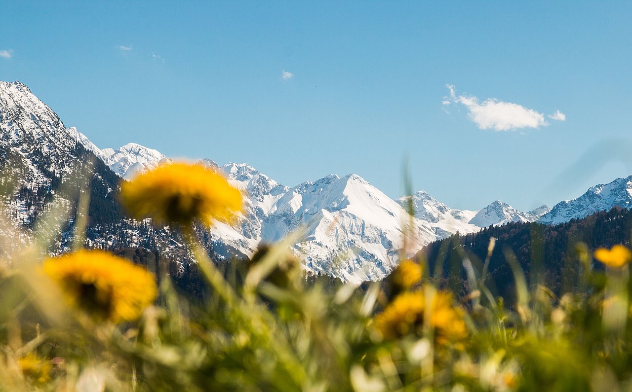 Löwenzahnblüten vor verschneiten Bergkuppen Löwenzahnblüten vor verschneiten Bergkuppen
