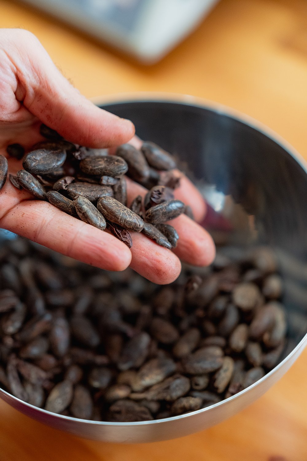 Eine Hand hält Kakaobohnen
