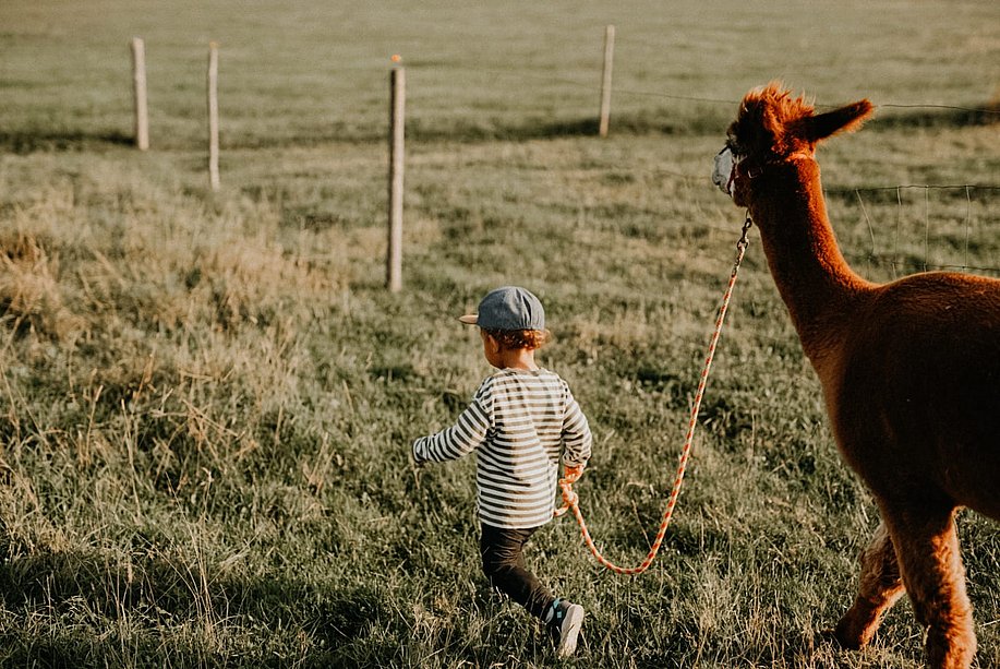 Alpakahöfe im Allgäu bieten besondere Erlebnisse für Kinder und Erwachsene