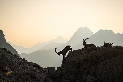 Steinböcke in der Dämmerung in den Allgäuer Alpen