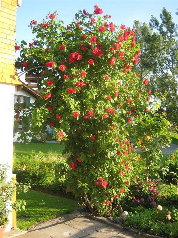 Sommer