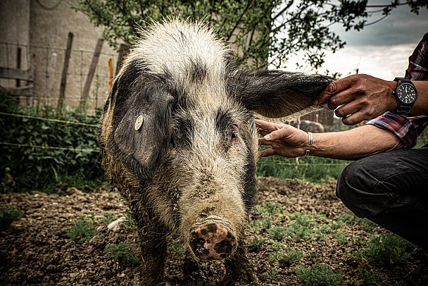 ein Turopolje Schwein auf dem Hof der Allgäuer Weideschweine
