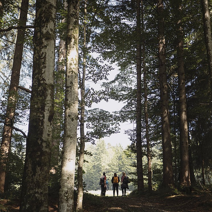 Wandergruppe steht am Waldrand, im Vordergrund hohe Bäume