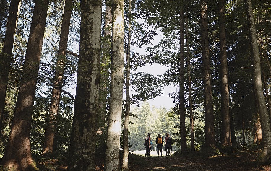 Wandergruppe steht am Waldrand, im Vordergrund hohe Bäume
