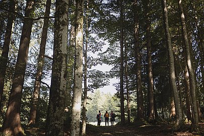 Wandergruppe steht am Waldrand, im Vordergrund hohe Bäume