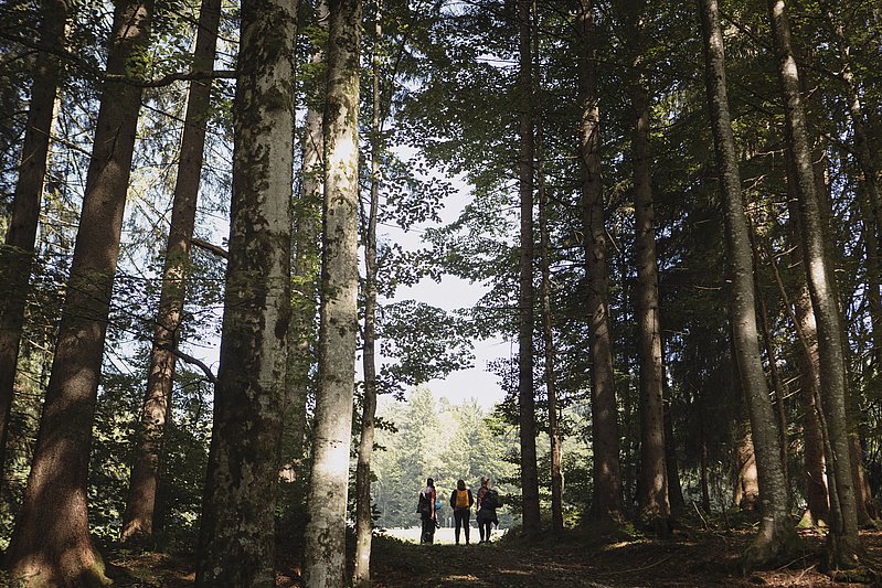 Wandergruppe steht am Waldrand, im Vordergrund hohe Bäume Wandergruppe steht am Waldrand, im Vordergrund hohe Bäume