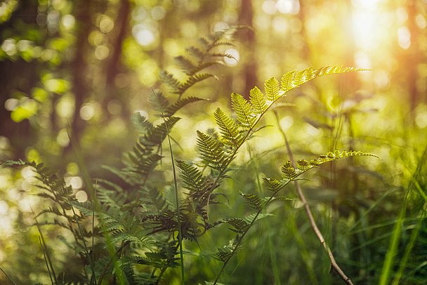 Farn im Wald von Sonne angestrahlt