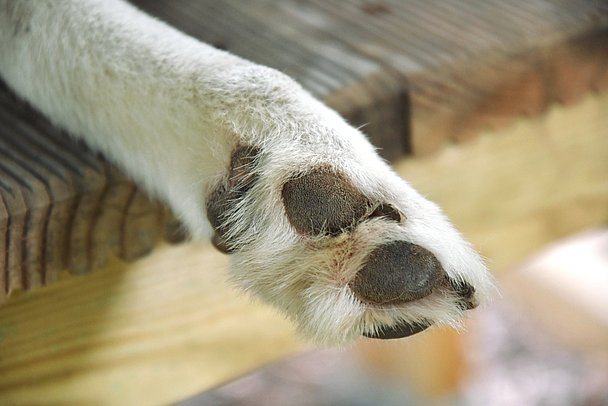 Hundepfote auf einer Holzbank Hundepfote auf einer Holzbank