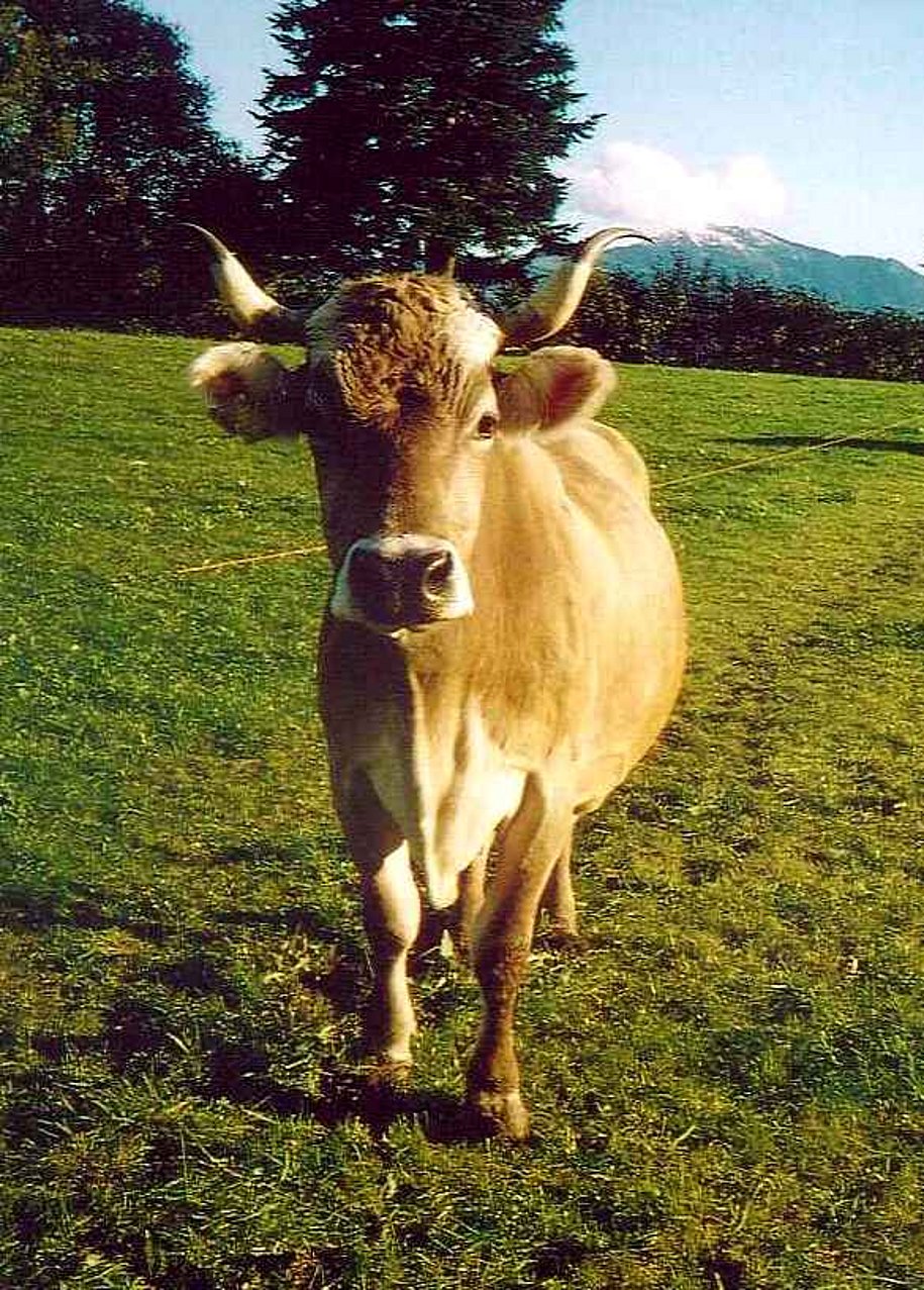frieda