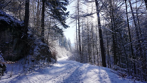 Verschneiter Wald mit Fußspuren im Schnee