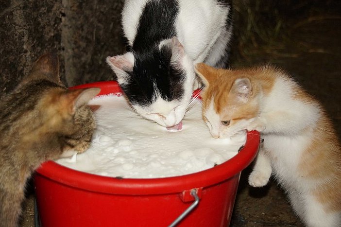 Unsere frische Milch ist heiß begehrt...