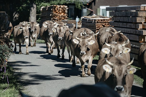 Original Allgäuer Braunvieh mit Hörnern